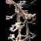 Pinar Yoldas: An Ecosystem of Excess at Schering Stiftung on Berlin Art Grid