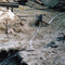 Construction Site  at Zwitschermaschine on Berlin Art Grid