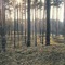 Forest on a Comet  at UP Project Space on Berlin Art Grid